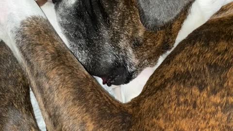 Boxer's Snoring and Lip Flapping Are Adorable