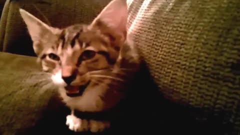 Most Funny Cats in the World