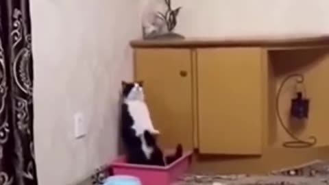 Funniest Cat And Dogs 😂 Funny Animal Videos 2023