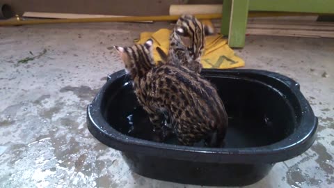 Asian leopard cat playing