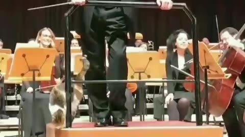 Cat Intrudes On A String Orchestra During A Live Concert🎻🐈