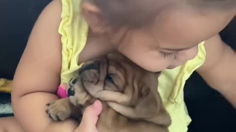 Sweet baby kisses Frenchie puppy