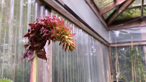 Melianthus Major Shrub, Exotic Garden Flowers Fragrant Giant Honey Bush