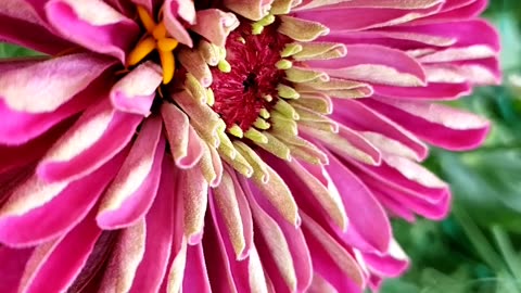 Gorgeous Dark Pink Zinnia