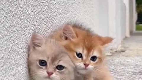 Cute cats playing