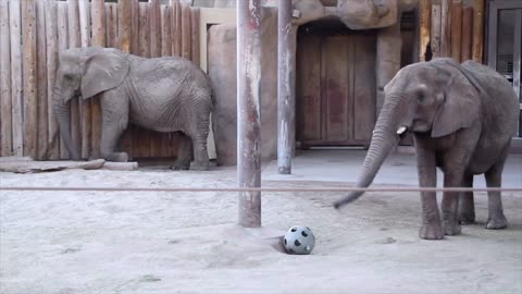 Elephants at the zoor