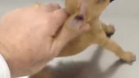 Veterinarian X Brave Puppy