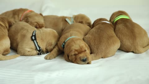 Golden Retriever Puppies at two and a half weeks old!