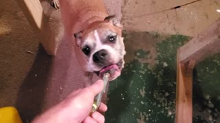 Boxer eats tries to eat air