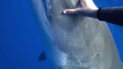Tiger shark 🦈