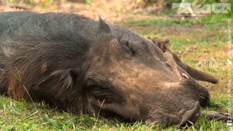 Robotic Warthog Groomed by Mongoose