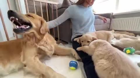 Golden Retriever Dad Meets His 11 Puppies