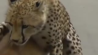 A young cheetah makes its first kill #shorts #wildlife