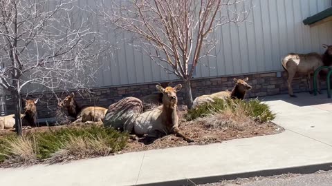 Elk Wait In Line To Buy Tickets