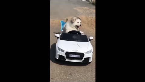 Funny animal videos 2024 -Funny cats and dogs