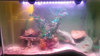 20 gallon aquarium update
