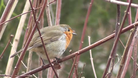 Robin Bird - winter