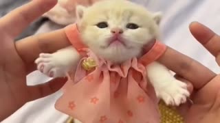 Cute kitten #cat #lovecats #cats #catvideos #kittens #catlover #princesscat #kitten