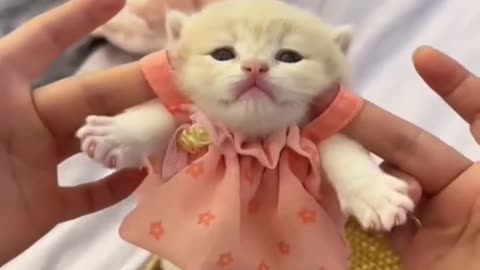 Cute kitten #cat #lovecats #cats #catvideos #kittens #catlover #princesscat #kitten