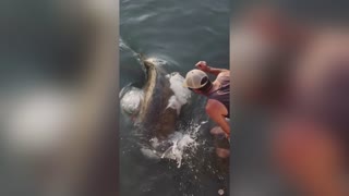 FISHY BUSINESS: Man Risks Being Dragged Underwater As He Feeds A Giant Queensland Grouper