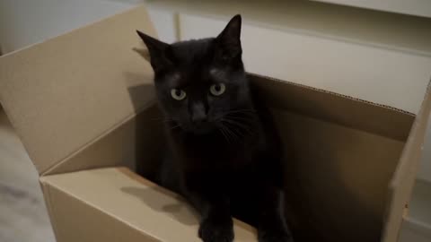 Beautiful Dog in parcel Box