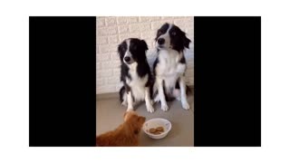 22M views: New Funny Animals 😂 Funniest Cats and Dogs Videos 😺🐶