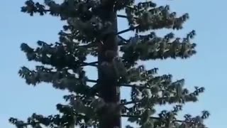 5G Tower of Tree ?