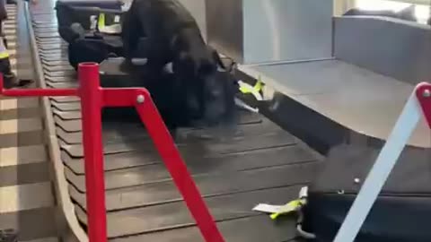 Police Dog Sniffing Bags as They Roll On Baggage Carousel