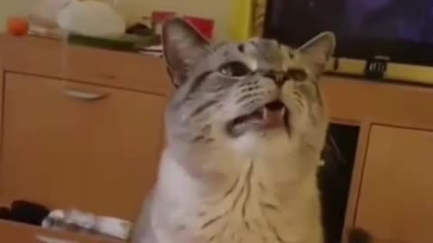 Record the sneezing process of a cat