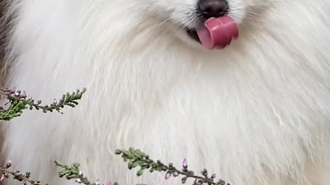 Fluffy Pomeranian dog Joya's cuteness❣️❣️