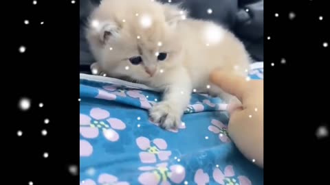 Cutest Cat playing women | Cutes | Cut Cat pet in the world | Compilation video