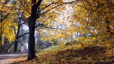 Enchanting Autumn Forests with Beautiful Piano Music