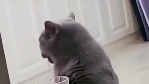 When the kitten drinks