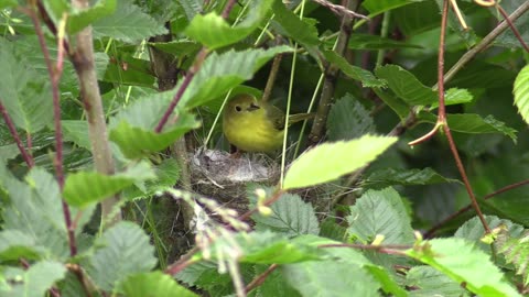 Baby Birds Very Hungry | Mother Feeds Babies in The Nest