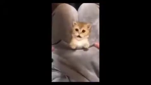 Funny cat video compilation V.4