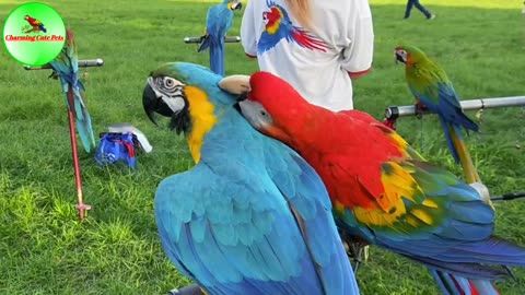 Cute Parrots # Parrot Videos # Charming Cute Pets