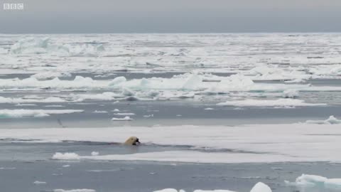 Hungry Polar Bear Ambushes Seal | The Hunt