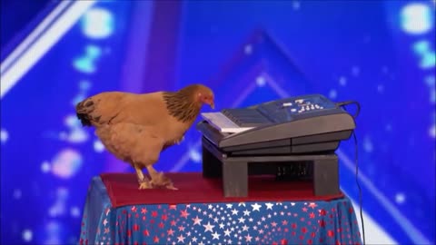 The Chicken Plays The Piano! SHOCKING!