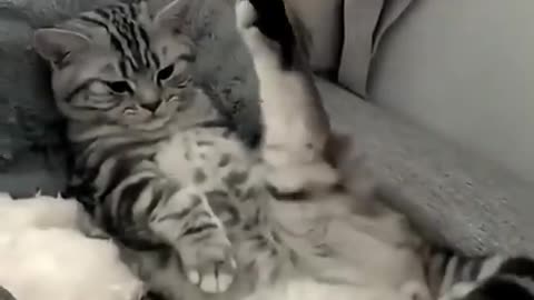 Funny cat video 🤣🤣