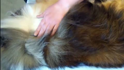 Woodruff Shelties Line Brushing