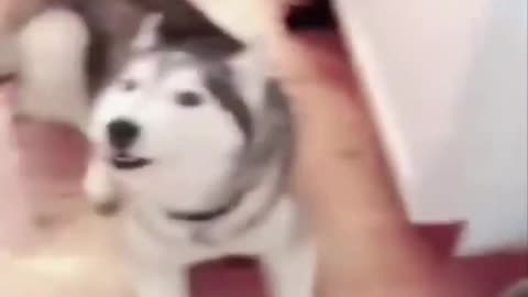 funny dog playing with beat