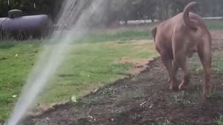Dog Plays in Sprinkler