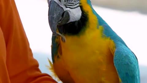 Of pet parrot