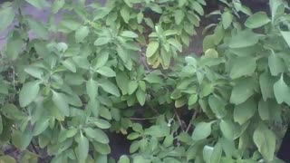 Various mint plants in the botanical garden, a medicinal plant [Nature & Animals]
