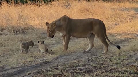 Liness Cubs 🥰 Safari