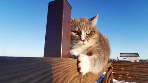 cat playing alone and having fun on the fence