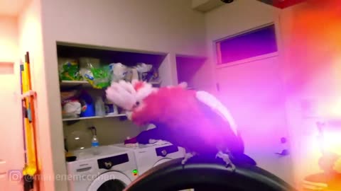 WORLD BEST DANCING PARROT! Rose Breasted Cockatoo Rocks Out To Rave Music!