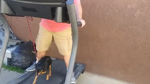How to Train a Dog To Walk or Run On A Treadmill | Tyler Muto Dogmanship
