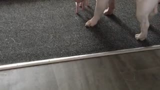 Preciosa interacción entre un cerdito y un bulldog sordo