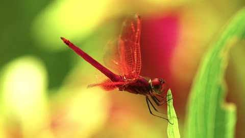 Dragonfly Red Scarlet Darter Male Insect Nature